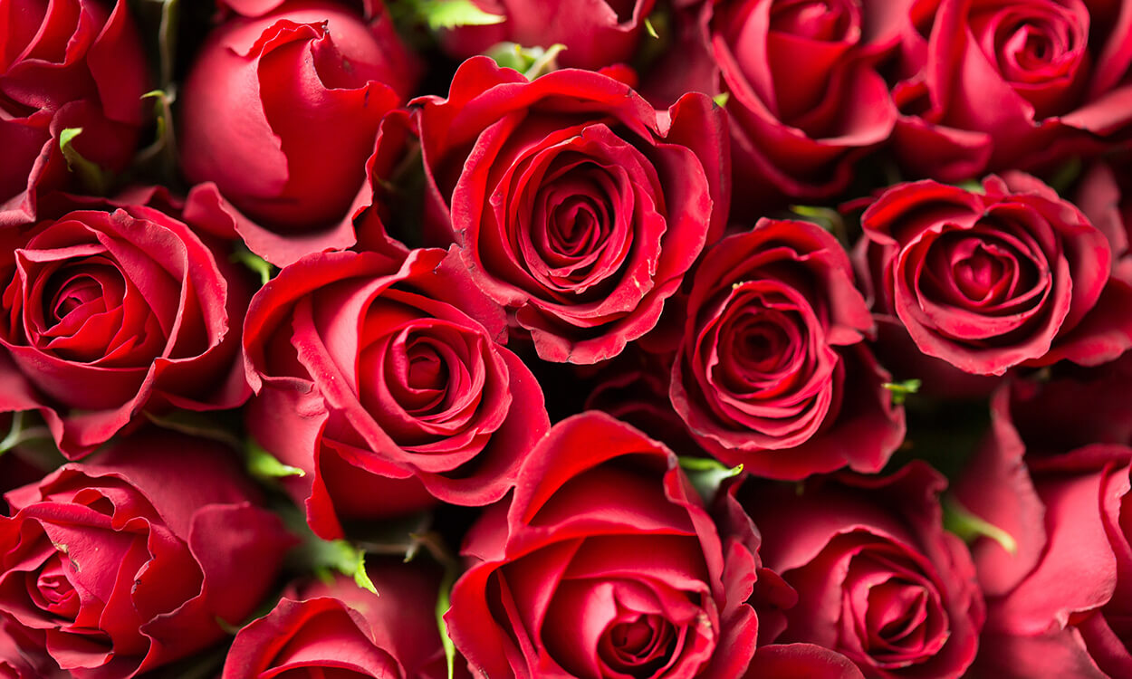 Trandafirii criogenati, nemuritori – un deosebit (trandafiri criogenati in de sticla, aranjamente si cutii cu trandafiri criogenati, preturi si